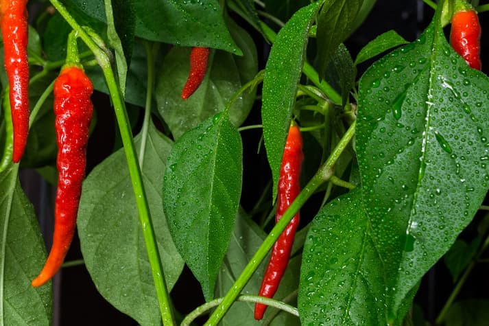 cara budidaya cabe rawit agar berbuah lebat